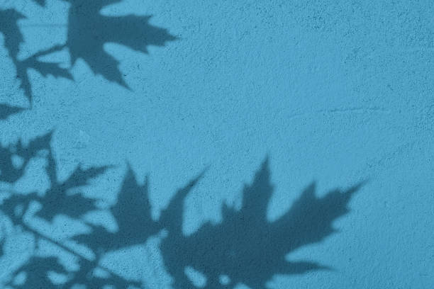 Shadow of leaves on pastel blue concrete wall texture with roughness and irregularities. Abstract trendy colored nature concept background. Copy space for text overlay, poster mockup flat lay