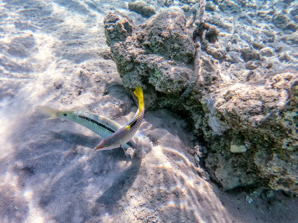 Forsskal goatfish (Parupeneus forskali) and Checkerboard wrasse (Halichoeres hortulanus) on sand sea ​​bottom at the Red Sea coral reef. Tropical Forsskal goatfish known as Parupeneus forskali and Checkerboard wrasse known as Halichoeres hortulanus underwater on sand sea ​​bottom at the coral reef. Underwater life of reef with corals and tropical fish. Coral Reef at the Red Sea, Egypt. halichoeres hortulanus stock pictures, royalty-free photos & images
