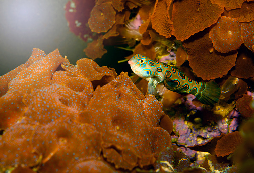 Mandarinfish (Synchiropus picturatus)