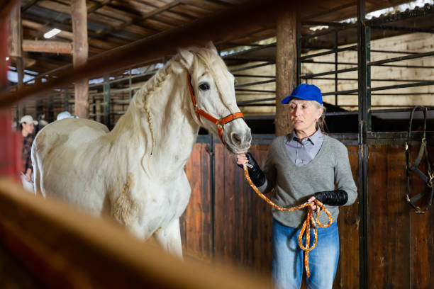 istock Aged female stable worker leading white horse by bridle in barn 1435242302