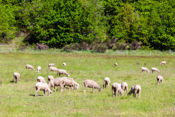 istock herd of sheep on the meadow 1435242360