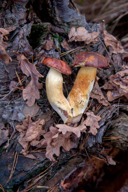 haufen von wilden essbaren bucht bolete bekannt als imleria badia oder boletus badius pilz auf alten hanf in kiefernwald. - boletus badius stock-fotos und bilder