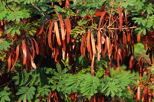 River tamarind, or Leucaena leucocephala leaves and pods on a tree