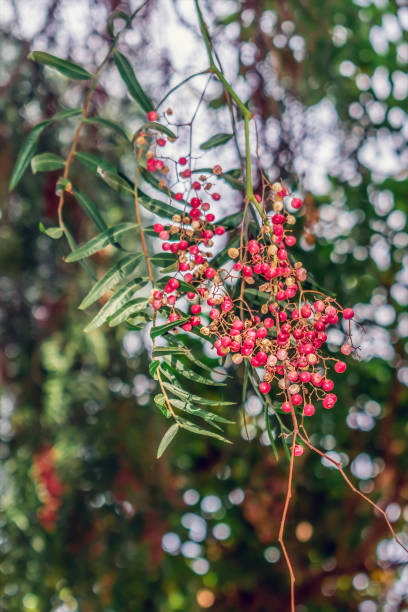 istock Branch with red berries of a molle del Peru tree, vertical 1435244115
