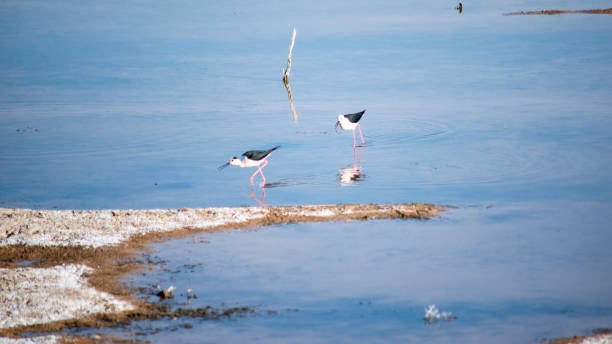 Two waterbirds are in the pond