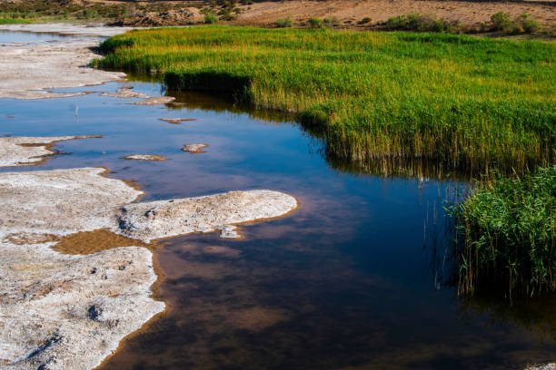 istock The reeds reflected themselves in the water 1435245988