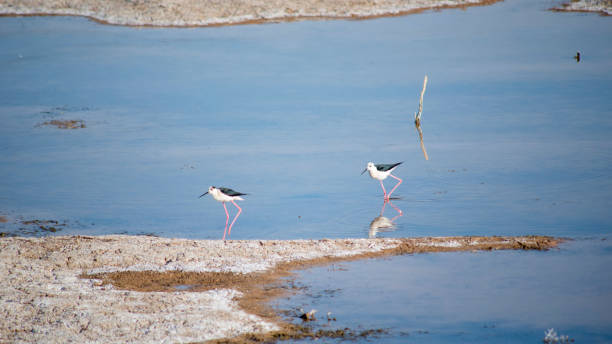 две водоплавающие птицы в пруду - waterbirds стоковые фото и изображения