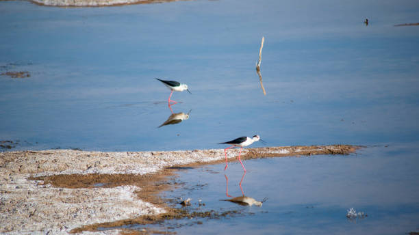 池には2羽の水鳥がいます - waterbirds ストックフォトと画像