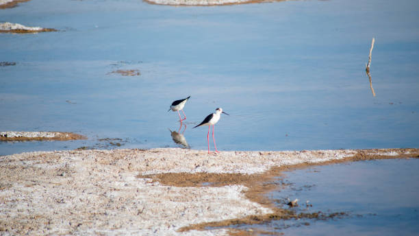 池には2羽の水鳥がいます - waterbirds ストックフォトと画像