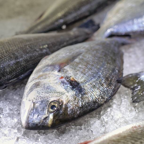 istock Closeup view of a Sea Bream 1435246008