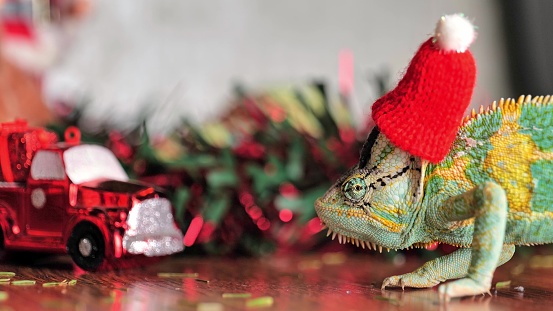 colorful funny chameleon in Christmas red Santa hat