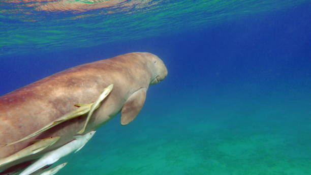 istock Sea Cow in Marsa Alam. 1435246105