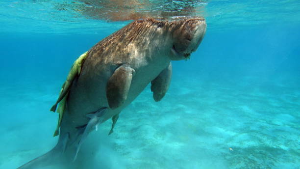 istock Sea Cow in Marsa Alam. 1435246131