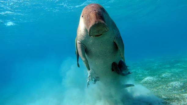 istock Sea Cow in Marsa Alam. 1435246133