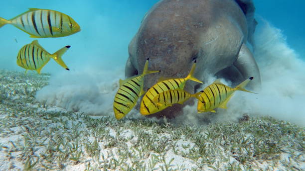 istock Sea Cow in Marsa Alam. 1435246134