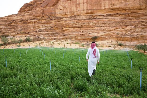 istock Saudi man walking through alfalfa field on oasis farm 1435246149