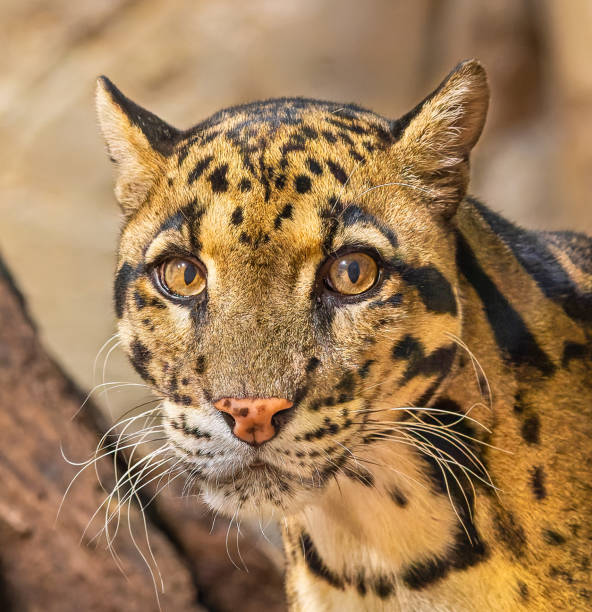 istock Close up portrait view of a Clouded Leopard 1435246211