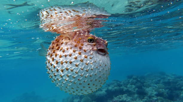 istock Fish hedgehog. Yellow-spotted cyclicht ,, 1435246422