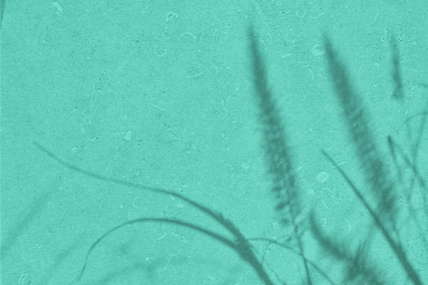 Abstract grass leaves shadows on mint green concrete wall texture with roughness and irregularities. Abstract trendy nature concept background. Copy space for text overlay, poster mockup flat lay