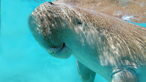 istock Dugongo. Sea Cow in Marsa Alam. 1435246915