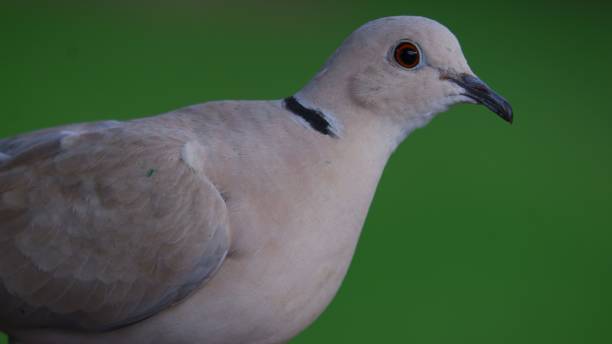 istock Closeup of a Eurasian collared dove on a green background 1435247629