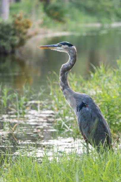 istock Gray heron standing near lake 1435247839