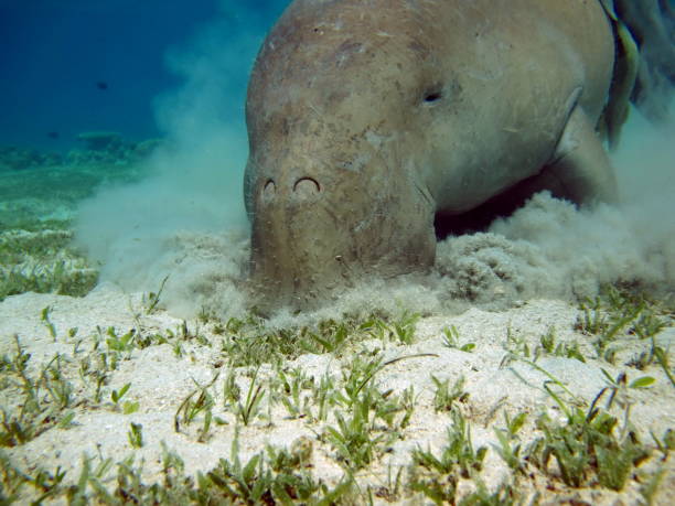 istock Dugongo. Sea Cow in Marsa Alam . 1435248355