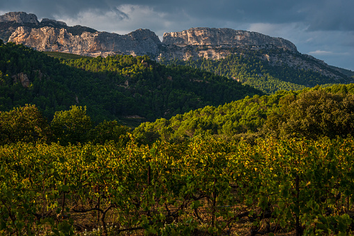 beautiful landscape of the dentelle de montmirail , small mountains in provence France with vineyards in fore ground, taken at Beaume de Venise , vaucluse , France