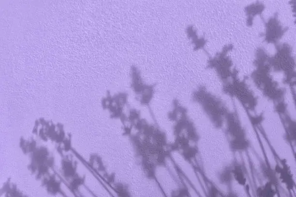 Photo of Shadow of flowers on purple concrete wall texture background