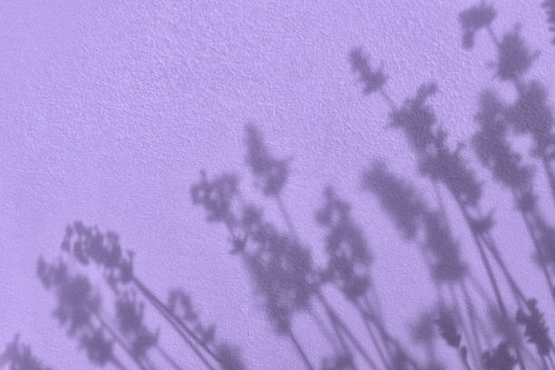 cień kwiatów na fioletowym tle tekstury ściany - sunlight dappled summer leaf zdjęcia i obrazy z banku zdjęć