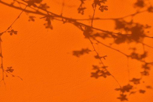 Abstract cherry tree flowered branches shadows on orange concrete wall texture. Abstract trendy colored nature concept background. Copy space for text overlay, poster mockup flat lay
