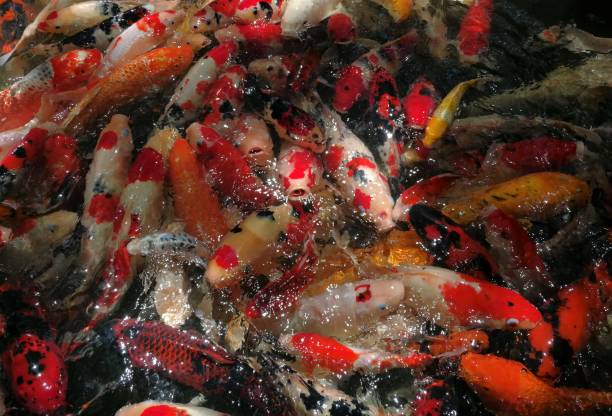 istock Koi fish swimming in the water. 1435251376