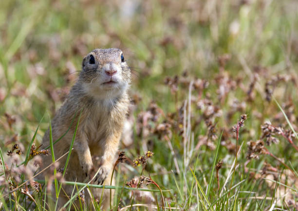 istock Ground squirrel colony, national natural monuments Radouc, Mlada Boleslav, Czech Republic 1435252132