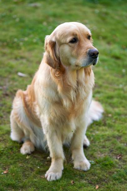 istock Golden retriever sitting on grassland and looking towards 1435252376