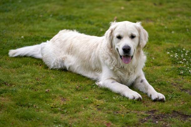 istock White golden retriever lying on grassland and looking towards 1435252381