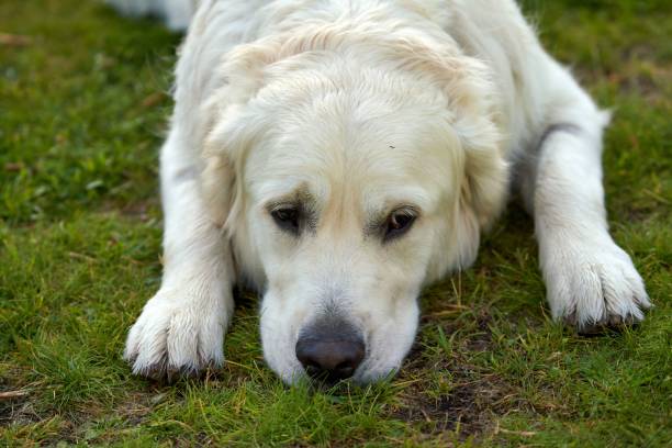 istock White golden retriever lying on grassland with sad face 1435252390