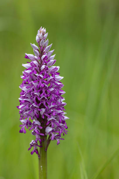 istock wild orchid in White Carpathian Mountains, Czech Republic 1435253228