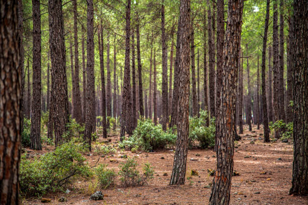 istock Sunset view of forest focused on single tree in pine tree forest in autumn. selective focus 1435253242
