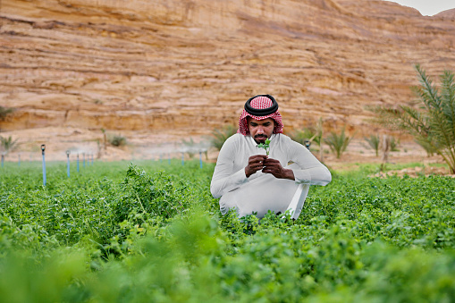 Bearded young man in traditional attire crouching in agricultural field and checking quality of young crop growing at foot of sandstone cliffs, Al-Ula Valley.