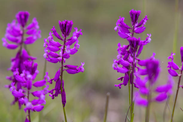 wild orchid in White Carpathian Mountains, Czech Republic