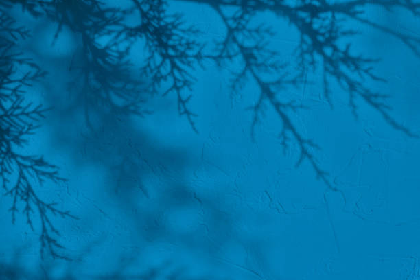 Shadow of leaves on blue concrete wall texture with roughness and irregularities. Abstract trendy colored nature concept background. Copy space for text overlay, poster mockup flat lay