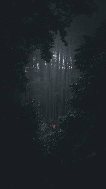istock Vertical grayscale shot of tall trees in a mysterious forest 1435255189