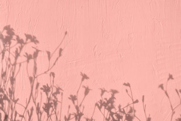 istock Shadow of flowers on pink concrete wall texture background 1435255330