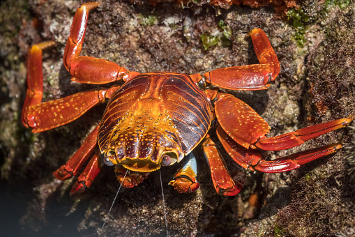 Sally Lightfoot Crab expelling (spitting) excesses salt water that seeps into its exoskeleton. Santa Cruz Island Highlands, Galapagos Islands, Ecuador