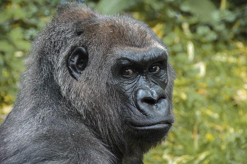 Western lowland gorilla portrait, Bronx Zoo, New York, NY