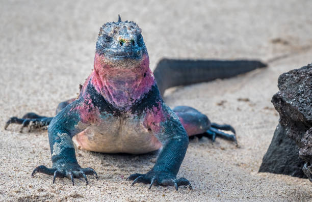 Marine Iguana on a sandy beach on  Espanola Island, Galapagos Islands, Ecuador stock photo