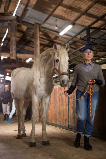 istock Aged female stable worker leading white horse by bridle in barn 1435255427