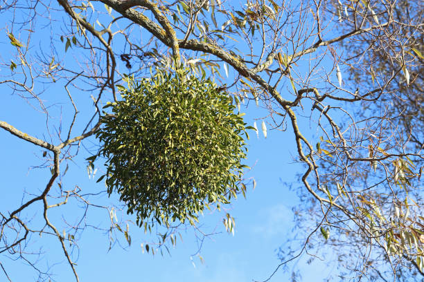 висячий куст омелы на дереве. - european mistletoe стоковые фото и изображения