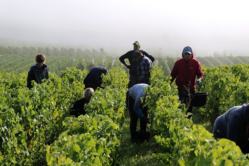 Avize, France – September 25, 2022: A group of people working in the green vineyard under the misty sky