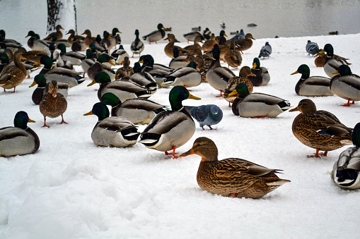 Ducks and pigeons in winter. Photo of ducks and pigeons in the snow in winter in the park by the pond.